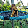 Aïko participe au concours pour gagner de l'argent avec cette photo : dog, puppy, harness, swing, rope_swing, park, grass, trees, outdoor, daylight, playground, pet, animal, leisure, nature, tongue_out, canine, fun, summer, greenery