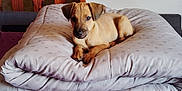 Aïko participe au concours pour gagner de l'argent avec cette photo : puppy, dog, bed, comforter, purple_bedspread, indoor, wooden_bed_frame, polka_dots, curious, lying_down, pet, young_dog, cozy, furniture, resting, animal, domestic, cute, portrait, wall