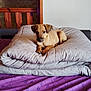 puppy, dog, bed, comforter, purple_bedspread, indoor, wooden_bed_frame, polka_dots, curious, lying_down, pet, young_dog, cozy, furniture, resting, animal, domestic, cute, portrait, wall