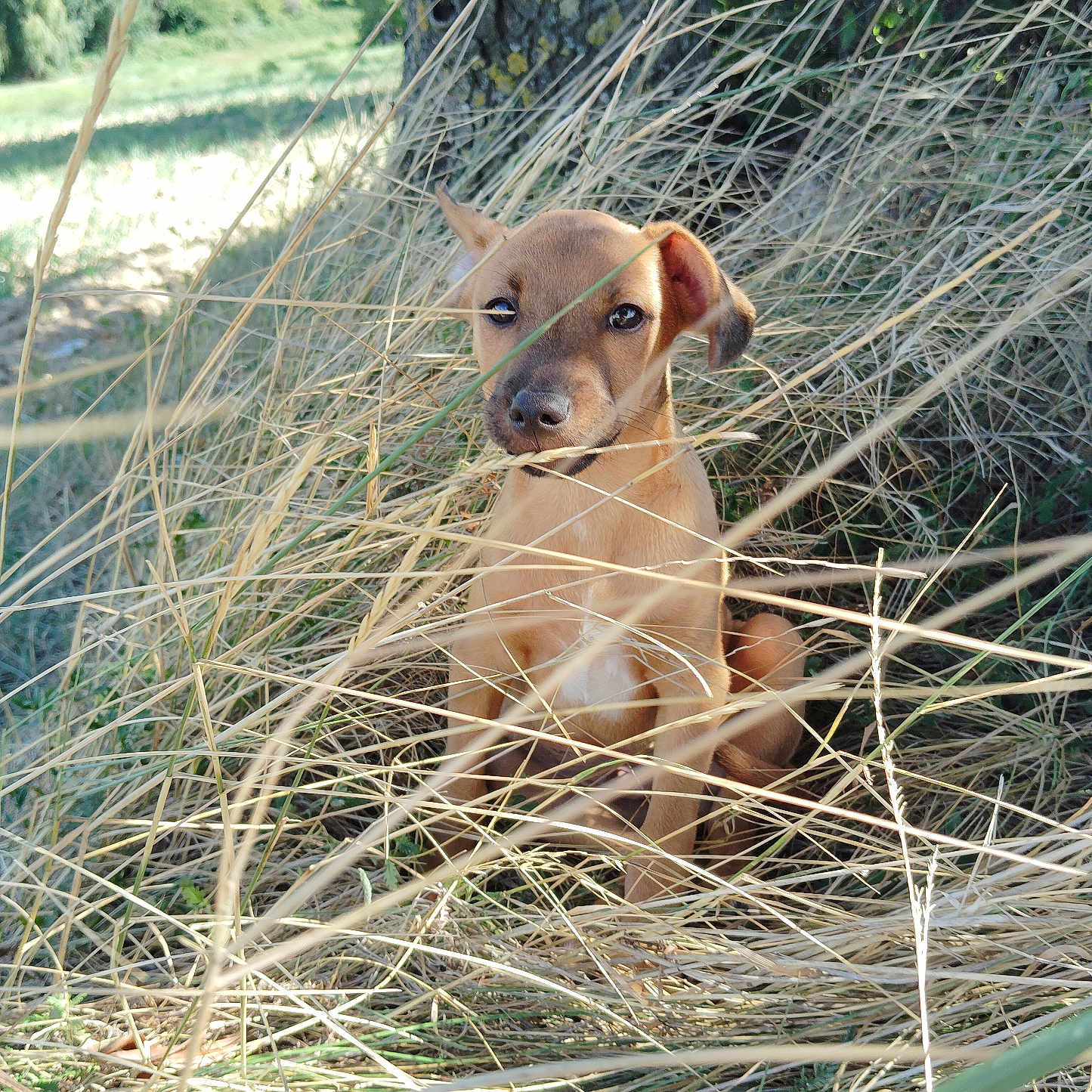 Aïko a rejoint le concours — aidez-le/la à gagner de superbes lots ! animal, brown, canine, closeup, curious, daylight, dog, environment, field, grass, nature, outdoor, pet, portrait, puppy, sitting, sunlight, tree_trunk, wild, young