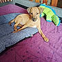 Aïko a rejoint le concours — aidez-le/la à gagner de superbes lots ! puppy, dog, bed, purple_bedspread, blue_cushion, plush_toy, green_toy, wooden_headboard, indoor, pet, resting, cute, small_dog, toy, furniture, animal, domestic, relaxed, comfortable, cozy