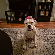 Pearl is registered to the contest to win money with this photo: dog, white_dog, cowboy_hat, pink_hat, pet, indoor, living_room, rug, furniture, television, shelf, plant, wooden_floor, decor, statue, buddha, table, cute, pet_accessory, sitting