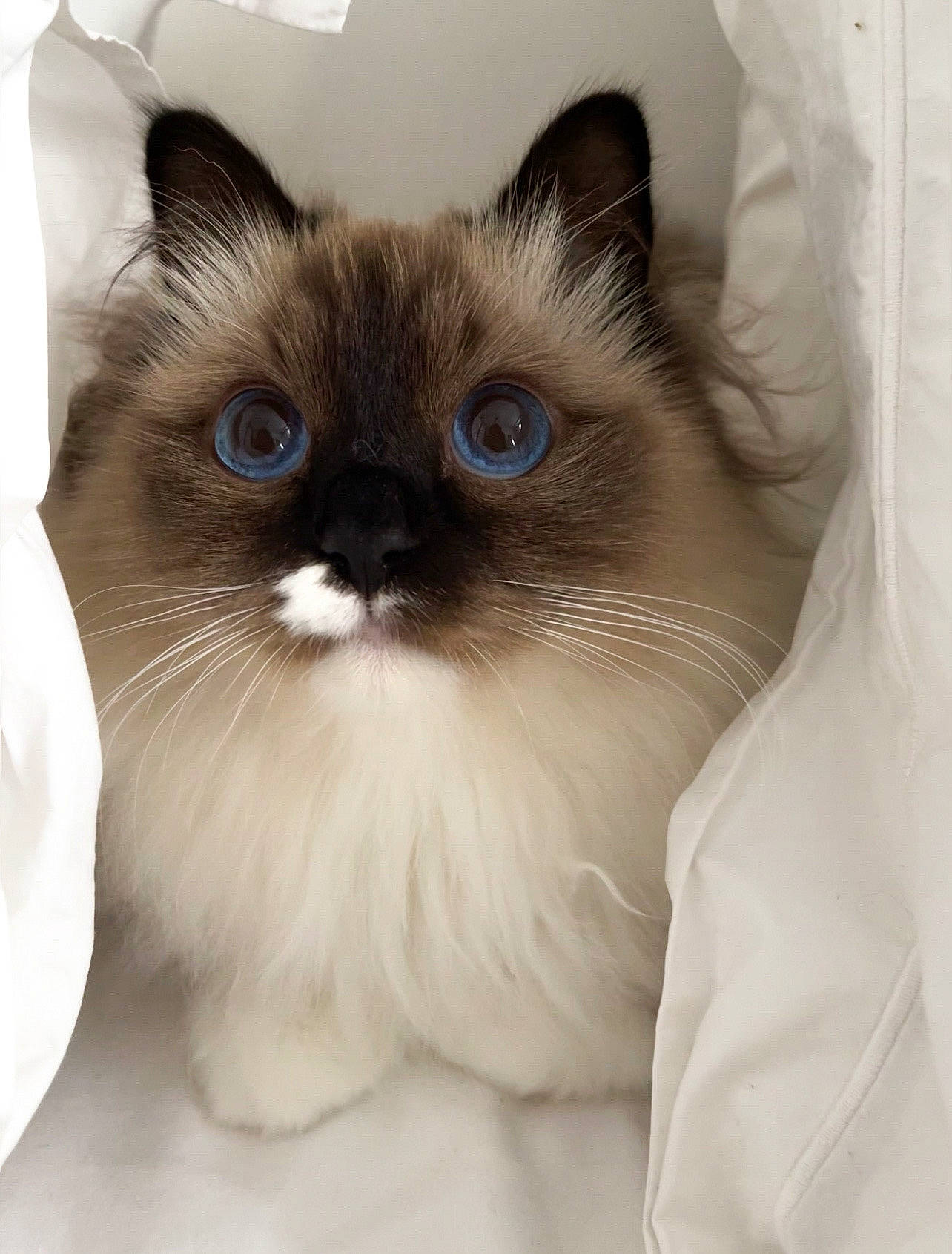 Ricci participe au concours pour gagner de l'argent avec cette photo : balinese, birman, box, carnivore, cat, claw, comfort, fawn, felidae, flooring, fur, iris, siamese, small_to_medium_sized_cats, snout, terrestrial_animal, thai, tonkinese, whiskers, working_animal