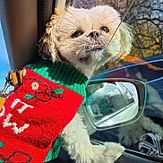 Rocky is registered to the contest to win money with this photo: dog, pet, car, window, reflection, sweater, red, green, autumn, trees, sunlight, fur, cute, animal, leash, closeup, inside_car, seat, side_mirror, curious