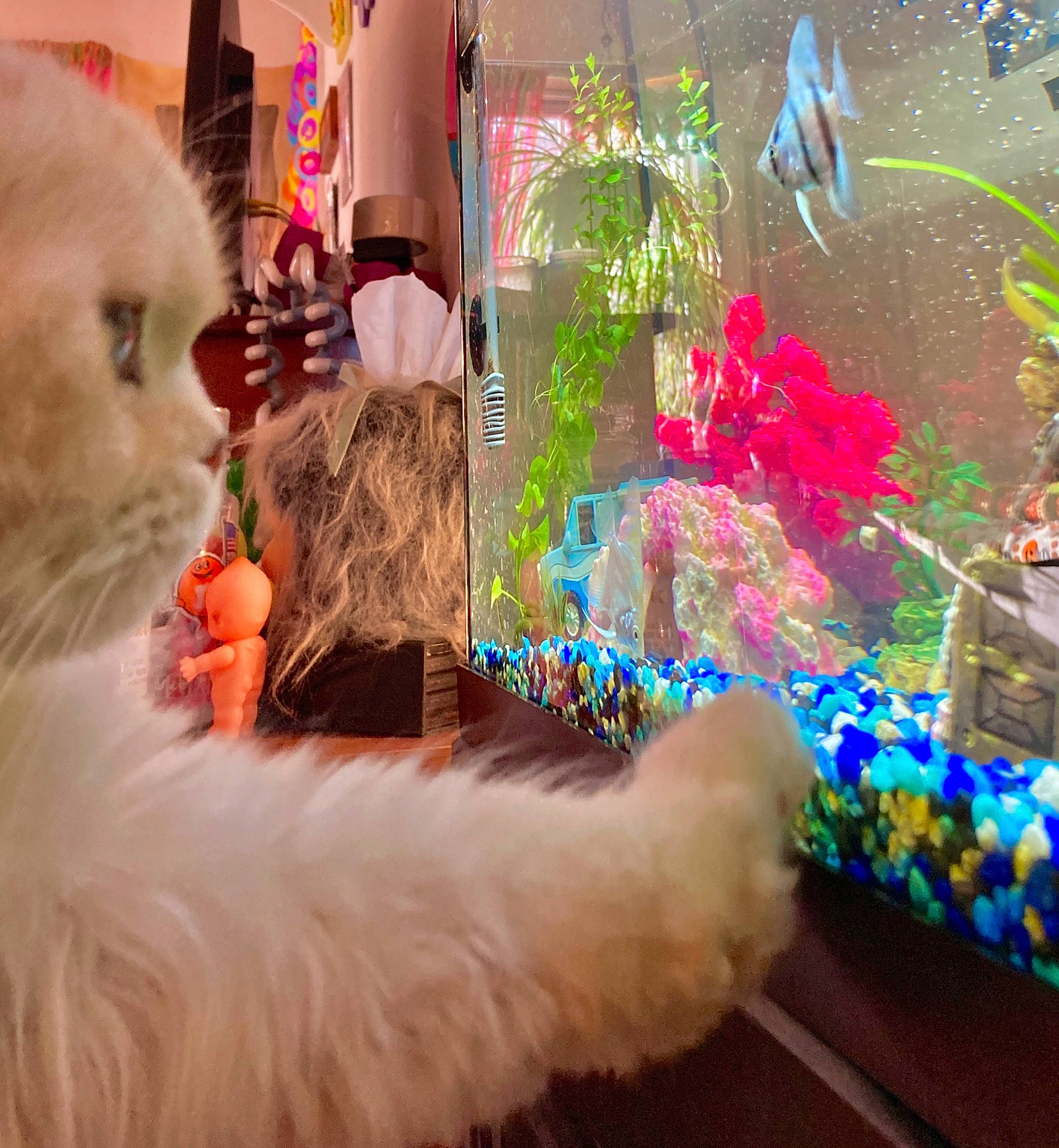 Loaf is registered to the contest to win money with this photo: carnivore, cat, companion_dog, dog_breed, event, fawn, felidae, fish, fun, fur, holiday, magenta, mammal, pink, plant, small_to_medium_sized_cats, tail, textile, vertebrate, whiskers