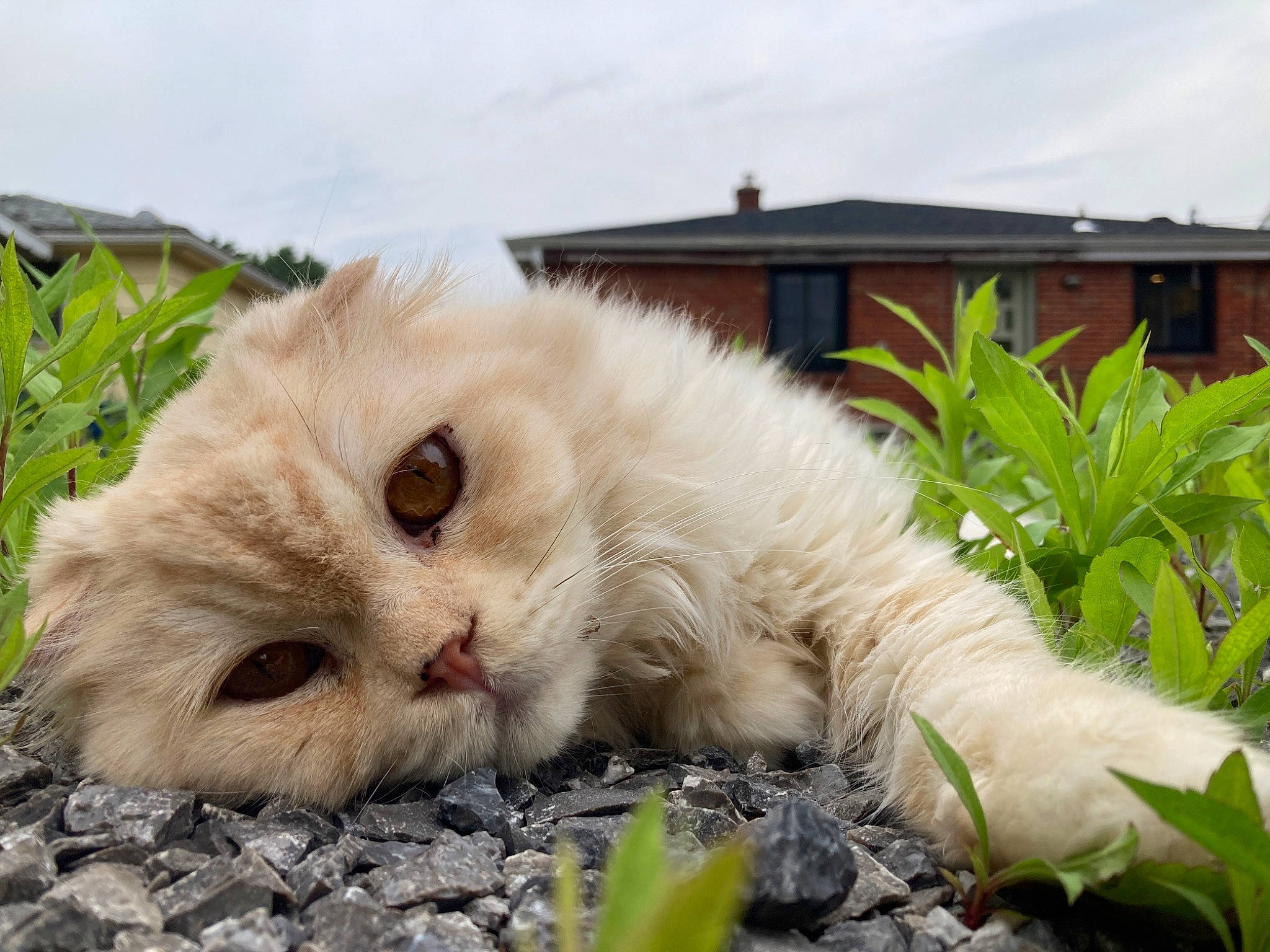 Loaf joined the competition — help win amazing prizes! carnivore, cat, cloud, domestic_short_haired_cat, eye, fawn, felidae, fur, grass, groundcover, herbaceous_plant, paw, plant, sky, small_to_medium_sized_cats, terrestrial_animal, vehicle_registration_plate, whiskers