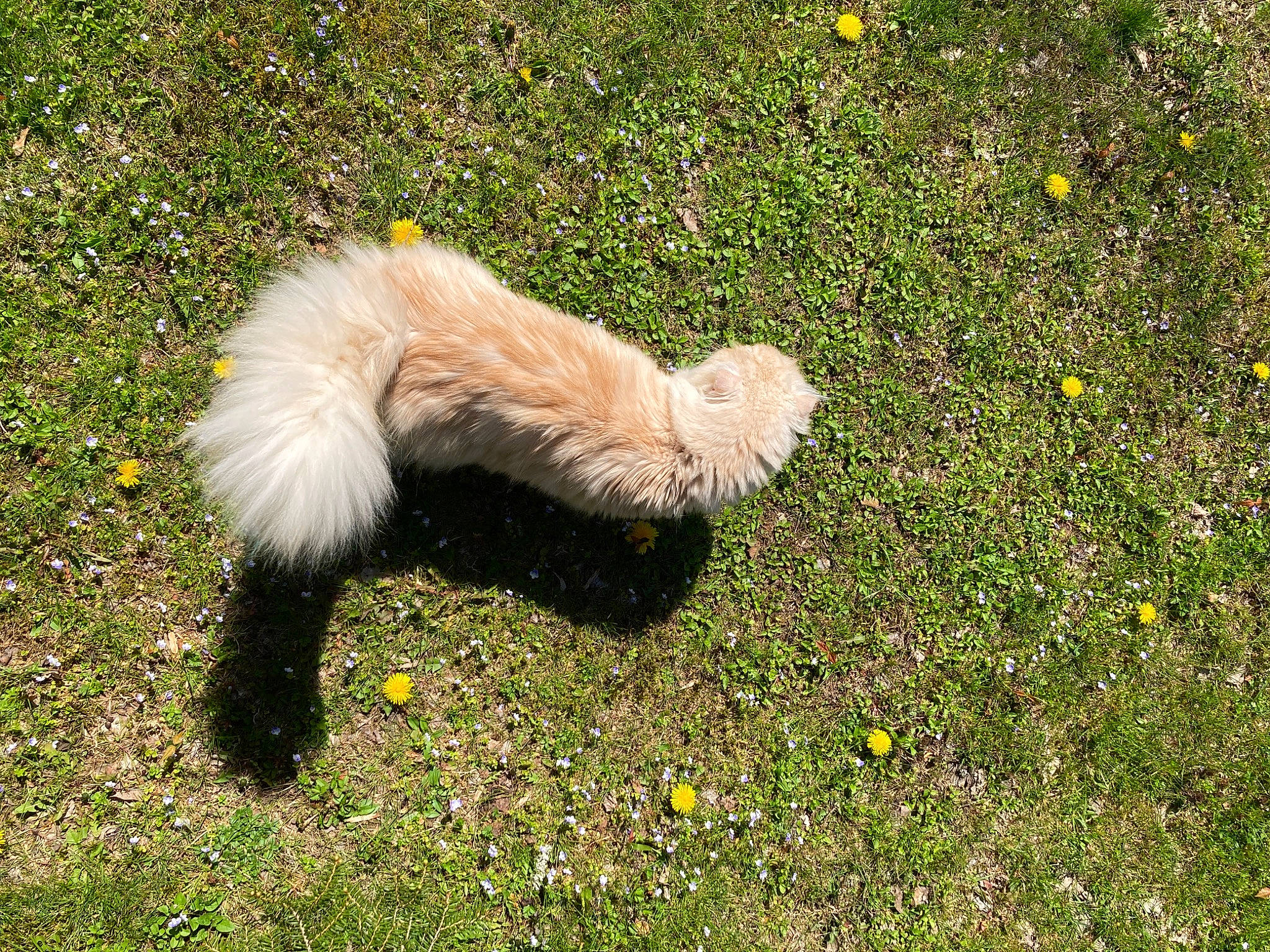 Loaf is registered to the contest to win money with this photo: canidae, carnivore, companion_dog, dog, dog_breed, fawn, fur, grass, groundcover, herbaceous_plant, people_in_nature, plant, sporting_group, tail, terrestrial_animal, terrier, toy_dog, water_dog