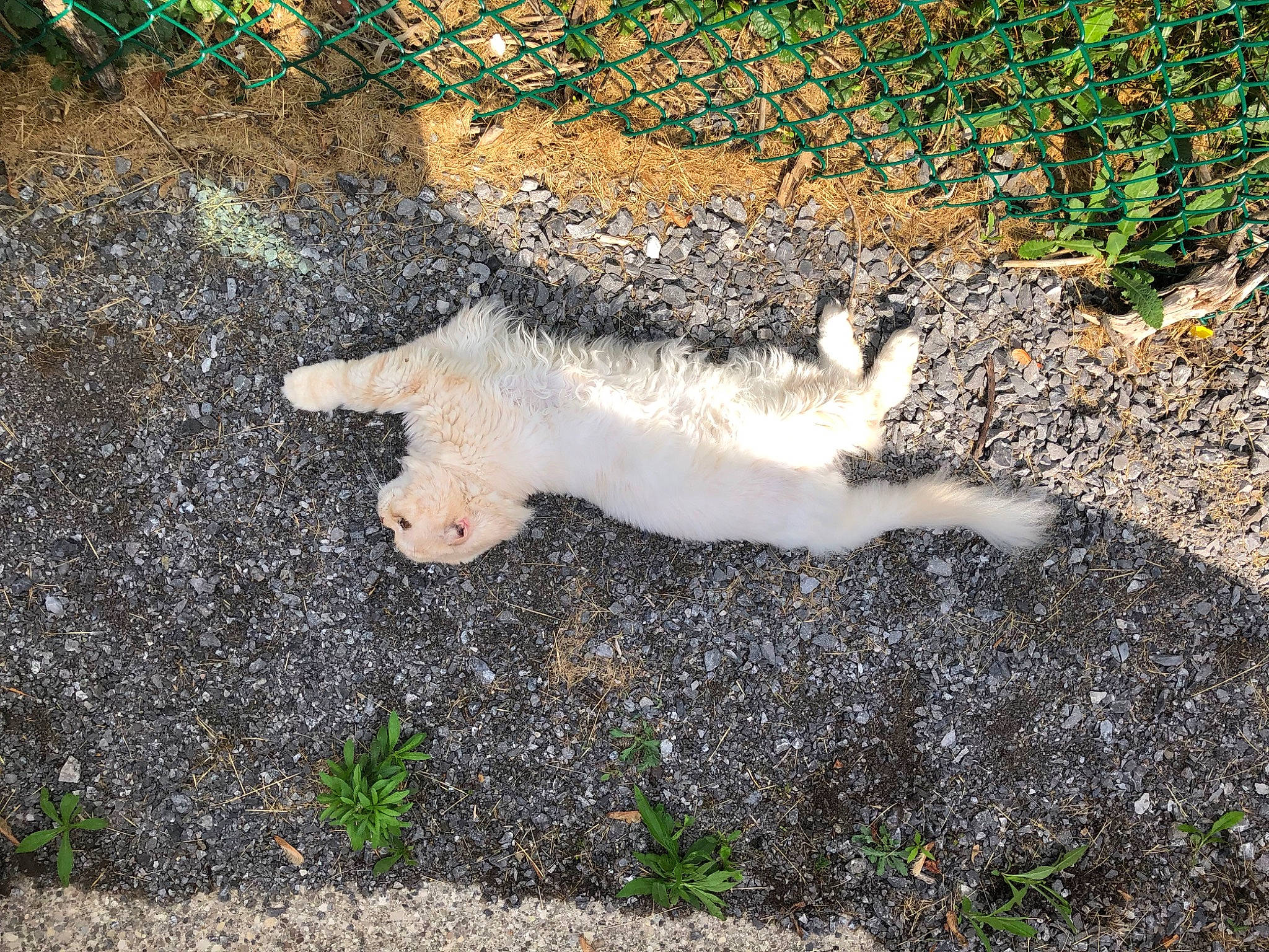 Loaf joined the competition — help win amazing prizes! asphalt, carnivore, cat, domestic_short_haired_cat, fawn, felidae, fur, grass, grey_squirrel, groundcover, paw, plant, road_surface, small_to_medium_sized_cats, snout, soil, tail, terrestrial_animal, tree, whiskers