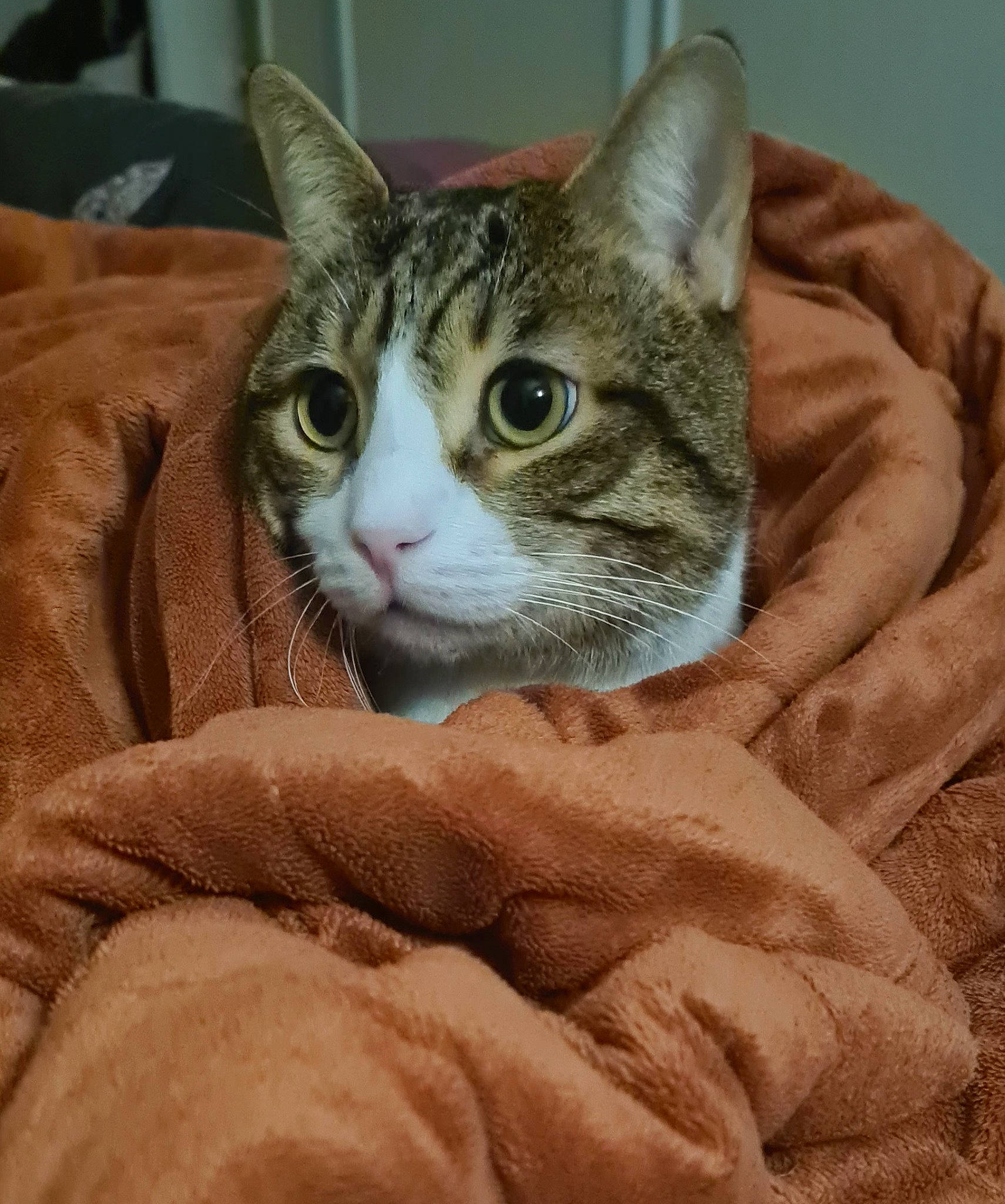 Tchoupi a rejoint le concours — aidez-le/la à gagner de superbes lots ! carnivore, cat, claw, comfort, domestic_short_haired_cat, eye, felidae, fur, linens, paw, small_to_medium_sized_cats, snout, whiskers