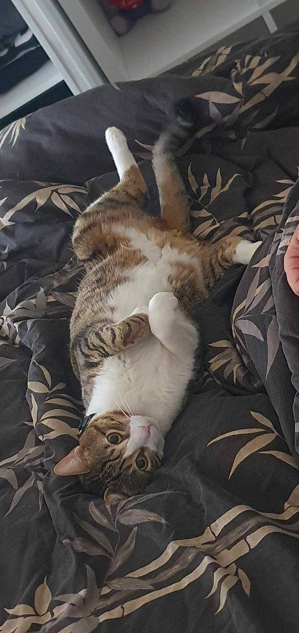 Tchoupi a rejoint le concours — aidez-le/la à gagner de superbes lots ! canidae, carnivore, cat, claw, comfort, dog_breed, domestic_short_haired_cat, fawn, felidae, fur, mammal, nap, small_to_medium_sized_cats, snout, sporting_group, tail, terrestrial_animal, tree, twig, whiskers