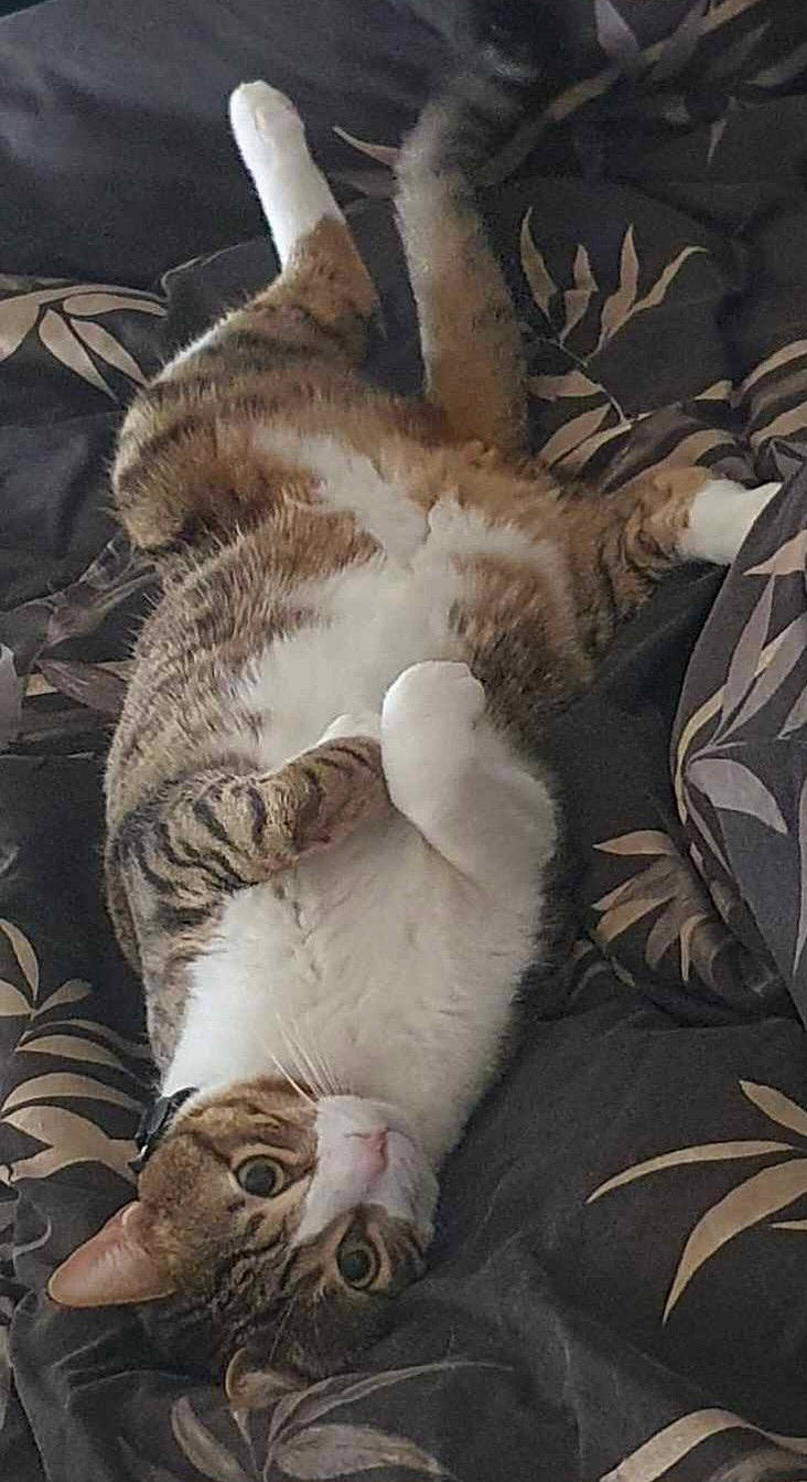 Tchoupi participe au concours pour gagner de l'argent avec cette photo : carnivore, cat, claw, comfort, companion_dog, dog_breed, domestic_short_haired_cat, fawn, felidae, fur, mammal, nap, paw, sleep, small_to_medium_sized_cats, tail, vertebrate, whiskers, wildlife