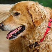 Lucky participe au concours pour gagner de l'argent avec cette photo : animal, canine, close_up, collar, companion, curly_fur, dog, domestic_animal, ears, friendly, fur, golden_retriever, happy, muzzle, nature, nose, outdoor, pet, portrait, tongue_out