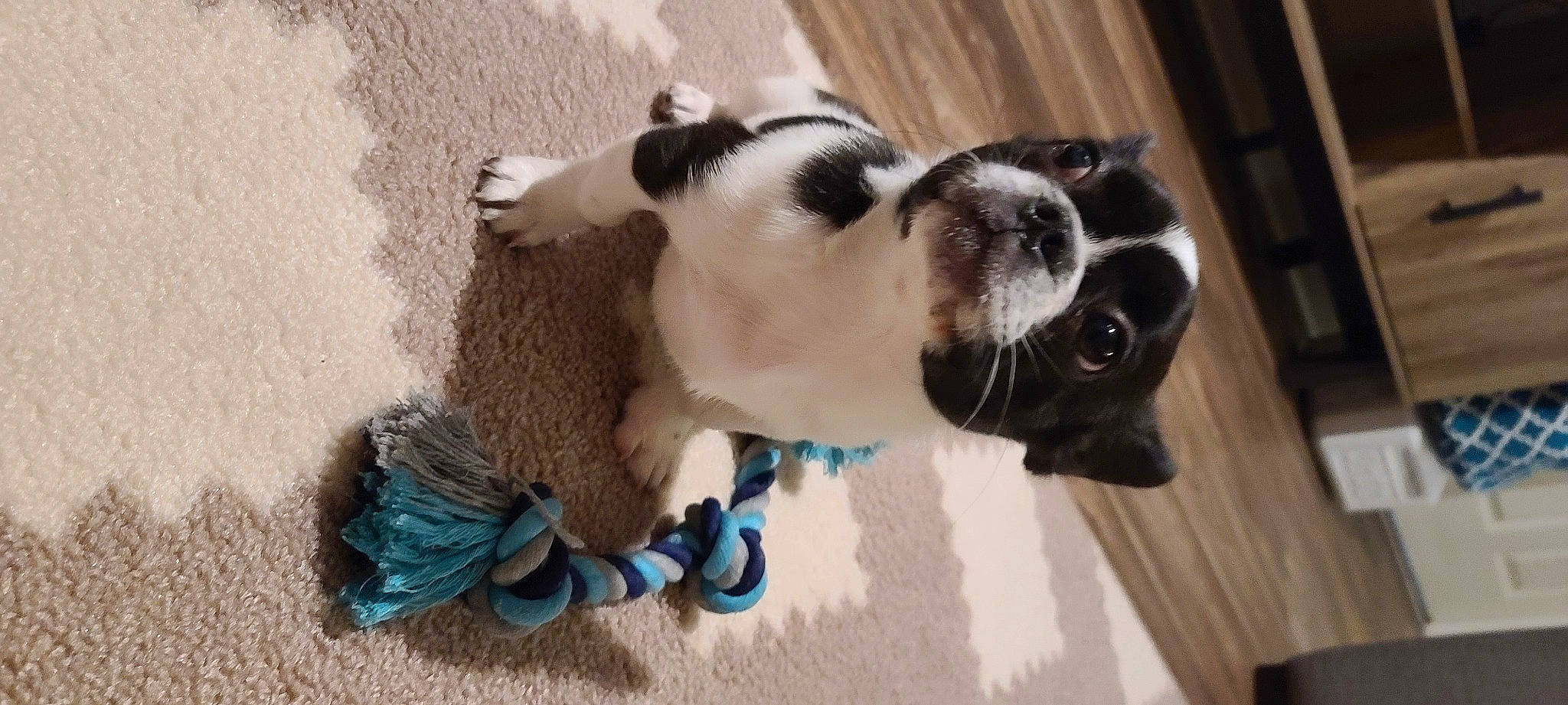 Evee joined the competition — help win amazing prizes! aqua, boston_terrier, canidae, carnivore, collar, companion_dog, dog, dog_breed, dog_collar, dog_supply, fawn, fur, laminate_flooring, pet_supply, puppy, snout, teal, terrestrial_animal, turquoise, working_animal