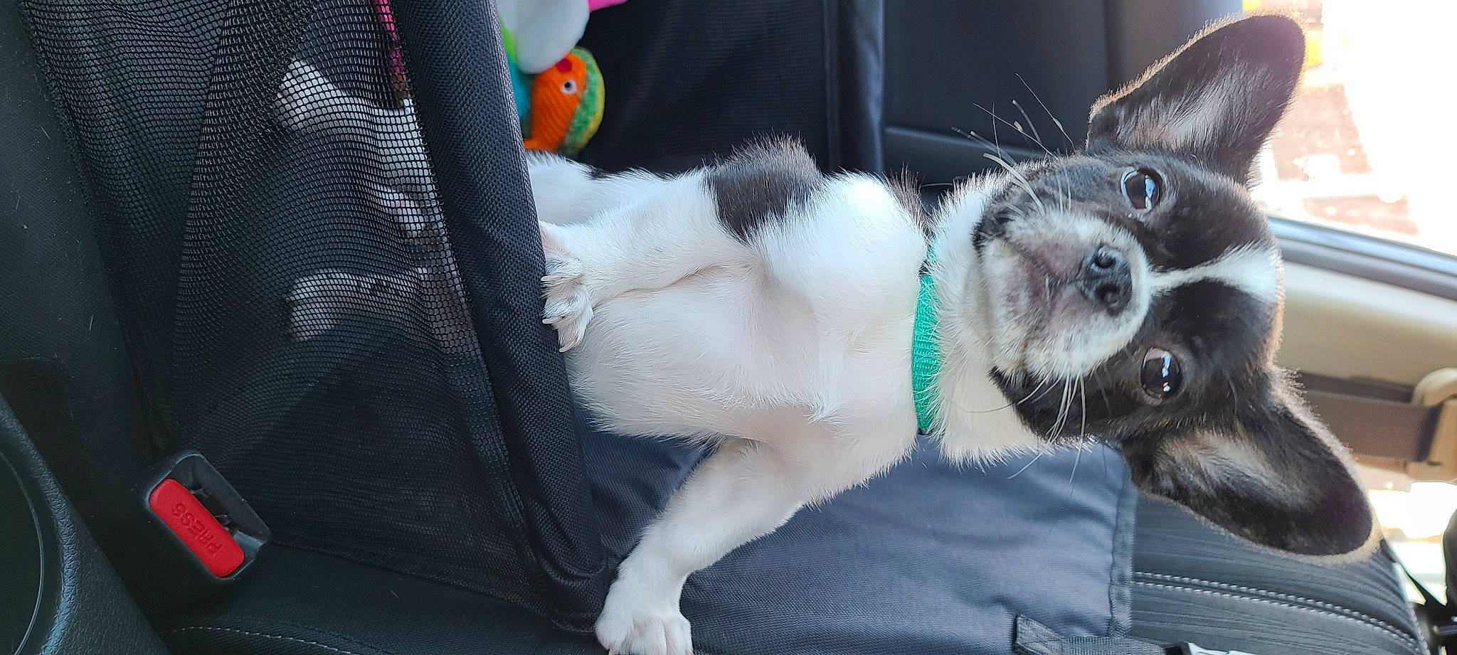 Evee is registered to the contest to win money with this photo: canidae, car_seat, carnivore, collar, companion_dog, dog, dog_breed, dog_collar, fur, leash, pet_supply, plush, snout, sporting_group, stuffed_toy, vertebrate, whiskers, working_animal, working_dog