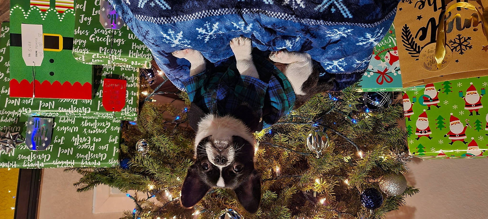 Evee is registered to the contest to win money with this photo: carnivore, cat, christmas, christmas_decoration, christmas_eve, christmas_ornament, christmas_tree, conifer, felidae, fir, fur, graphic_design, holiday, ornament, paw, pine, pine_family, small_to_medium_sized_cats, whiskers