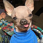 Eloise joined the competition — help win amazing prizes! dog, hairless_dog, blue_sweater, tongue_out, indoor, blanket, ears, pet, cozy, living_room, furniture, relaxed, closeup, animal, cute, whiskers, snout, portrait, domestic_animal, companion