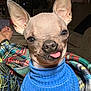dog, hairless_dog, blue_sweater, tongue_out, indoor, blanket, ears, pet, cozy, living_room, furniture, relaxed, closeup, animal, cute, whiskers, snout, portrait, domestic_animal, companion