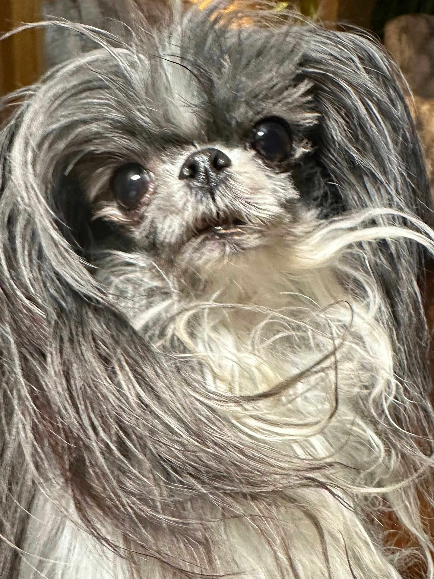 Cornelius