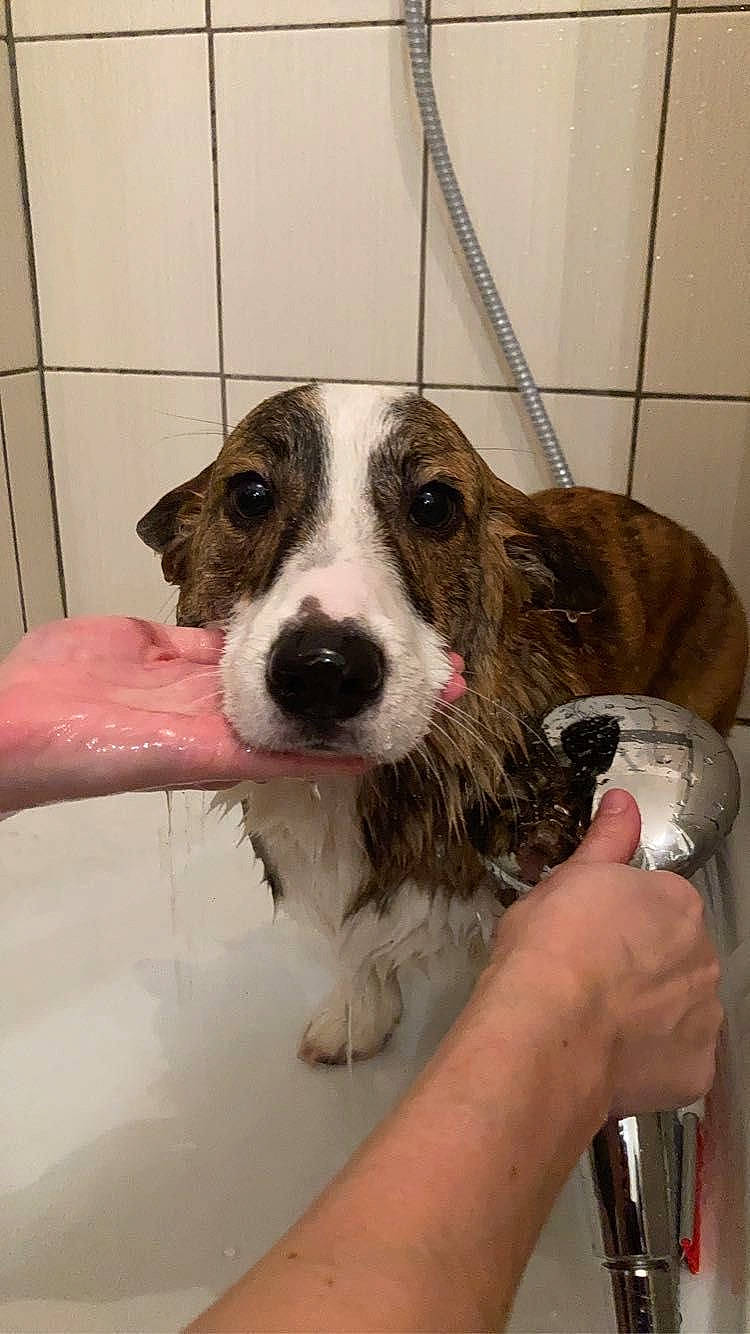 Taïko a rejoint le concours — aidez-le/la à gagner de superbes lots ! bathtub, bored, carnivore, collar, companion_dog, dog, dog_breed, fur, non_sporting_group, snout, sporting_group, whiskers, working_animal, working_dog