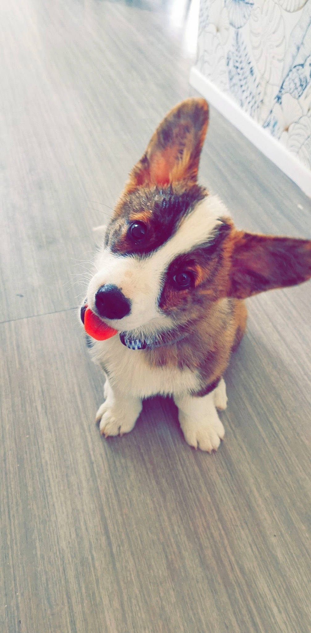 Taïko a rejoint le concours — aidez-le/la à gagner de superbes lots ! art, ball, canidae, carnivore, companion_dog, dog, dog_breed, fawn, felidae, flooring, hardwood, herding_dog, paw, small_to_medium_sized_cats, snout, sporting_group, tail, toy, whiskers, wood