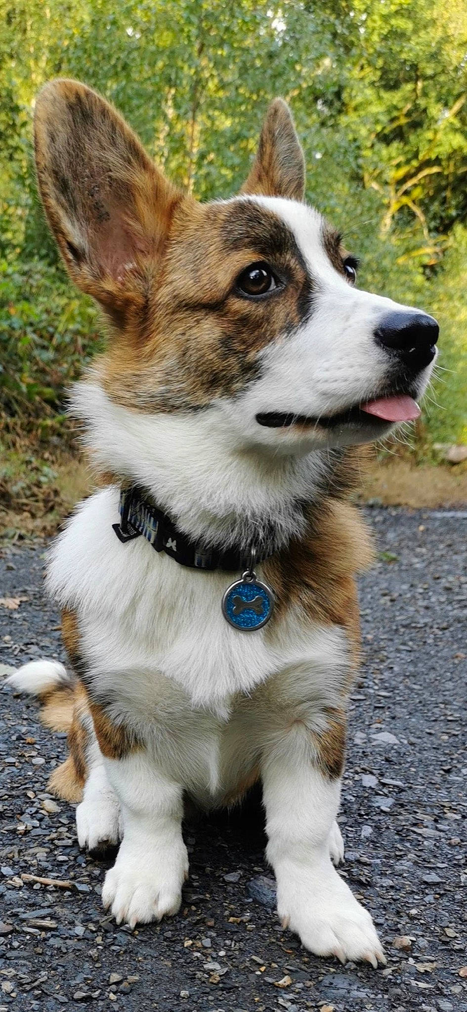 Taïko participe au concours pour gagner de l'argent avec cette photo : ancient_dog_breeds, canidae, carnivore, collar, companion_dog, dog, dog_breed, dog_collar, dog_supply, fashion_accessory, fur, herding_dog, leash, plant, tail, terrestrial_animal, whiskers, working_animal, working_dog