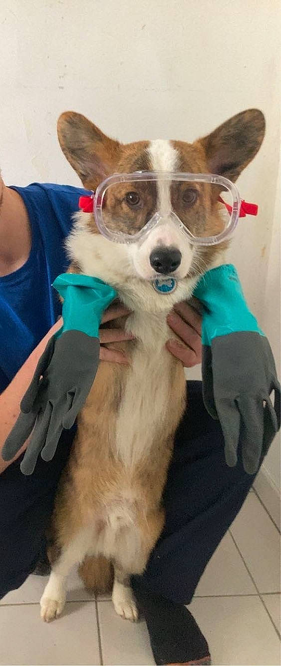 Taïko participe au concours pour gagner de l'argent avec cette photo : ancient_dog_breeds, canidae, carnivore, collar, companion_dog, costume, dog, dog_breed, dog_clothes, dog_collar, dog_supply, fawn, fur, leash, pet_supply, snout, sporting_group, toy_dog, whiskers, working_animal