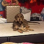 dog, mattress, toy, clothing, bag, laundry_basket, blanket, indoor, brown_dog, fur, pet, animal, messy_room, fabric, bedroom, resting, looking_at_camera, floor, household_items, casual