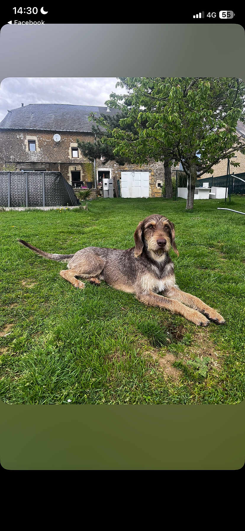 Vadrouille participe au concours pour gagner de l'argent avec cette photo : dog, grass, tree, house, outdoor, lawn, pet, canine, nature, cloudy_sky, yard, building, rural, relaxed, fence, garden, animal, resting, greenery, daytime
