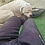 Scooby Gille a rejoint le concours — aidez-le/la à gagner de superbes lots ! dog, white_dog, resting, outdoor, green_carpet, black_pants, person, leg, concrete_floor, mat, relaxing, pet, animal, paw, close_up, shadows, sunlight, fence, quiet, calm