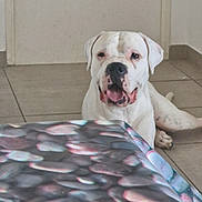Scooby Gille participe au concours pour gagner de l'argent avec cette photo : dog, white_dog, indoor, tile_floor, table, table_cover, stone_pattern, pet, animal, lying_down, black_spots, canine, mouth_open, looking_at_camera, floor, domestic, companion, relaxed, background, home