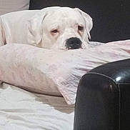 Scooby Gille a rejoint le concours — aidez-le/la à gagner de superbes lots ! animal, bed, bedding, canine, closeup, comfort, couch, cozy, dog, domestic, floral_pattern, fur, head, indoor, pet, pillow, relaxing, resting, sleepy, white_dog