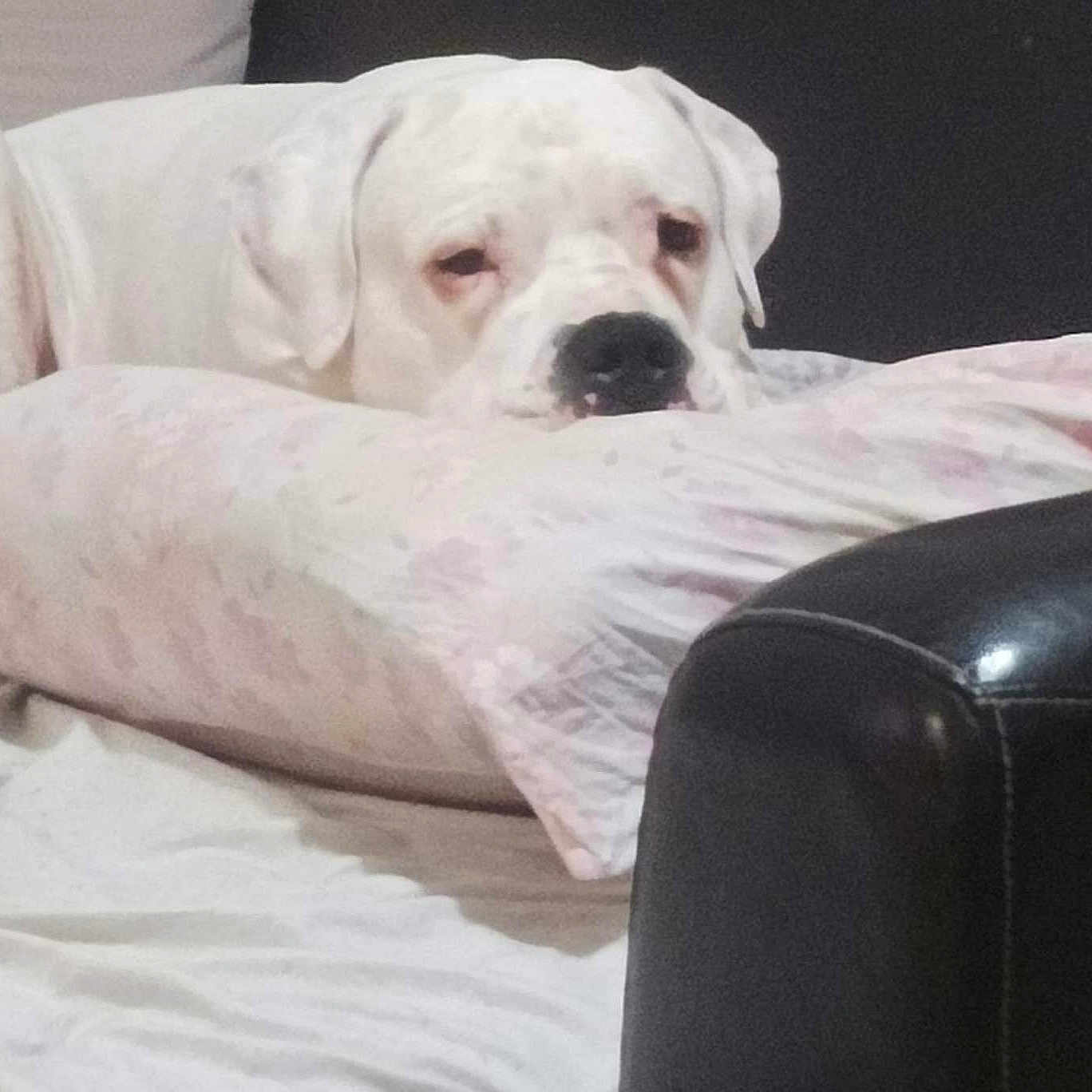 Scooby Gille a rejoint le concours — aidez-le/la à gagner de superbes lots ! animal, bed, bedding, canine, closeup, comfort, couch, cozy, dog, domestic, floral_pattern, fur, head, indoor, pet, pillow, relaxing, resting, sleepy, white_dog