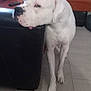 Scooby a rejoint le concours — aidez-le/la à gagner de superbes lots ! dog, white_dog, living_room, couch, leather_couch, orange_couch, pillow, remote_control, tile_floor, pet, indoor, furniture, animal, black_spots, head, paw, ears, side_view, calm, domestic