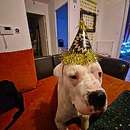 Scooby participe au concours pour gagner de l'argent avec cette photo : dog, white_dog, party_hat, new_year, orange_couch, indoor, living_room, decoration, festive, black_spots, canine, pet, seated, calm, holiday, celebration, tinsel, furniture, doorway, lamp