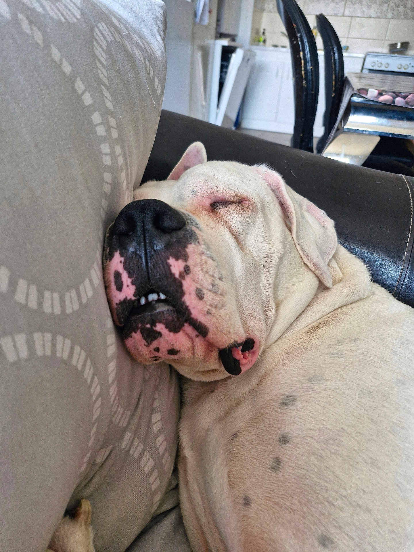 Scooby a rejoint le concours — aidez-le/la à gagner de superbes lots ! dog, sleeping, white_dog, spotted_dog, couch, pillow, indoor, close_up, relaxed, pet, animal, resting, snuggling, kitchen, furniture, domestic, companion, cute, calm, nap