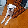 dog, white_dog, couch, orange_couch, pillows, striped_pillows, indoors, relaxed, pet, animal, floor, window, glass_door, remote_control, living_room, furniture, resting, canine, comfort, domestic