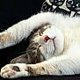 animal, black_background, cat, cat_pillow, closed_eyes, cozy, cute, feline, fur, indoor, nose, paws, pet, pillow, relaxed, resting, sleeping, stretching, tabby, whiskers