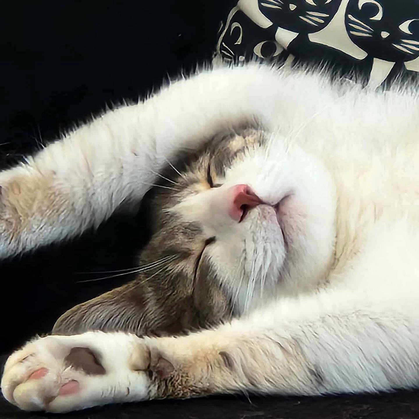 Tao participe au concours pour gagner de l'argent avec cette photo : animal, black_background, cat, cat_pillow, closed_eyes, cozy, cute, feline, fur, indoor, nose, paws, pet, pillow, relaxed, resting, sleeping, stretching, tabby, whiskers