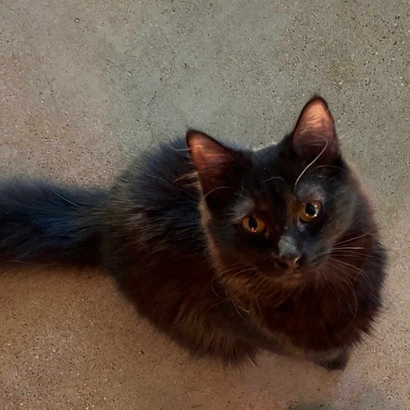 Maya joined the competition — help win amazing prizes! animal, black_cat, cat, closeup, concrete_floor, curious, cute, domestic_cat, ears, eyes, feline, fluffy, fur, indoor, looking_up, mammal, pet, portrait, tail, whiskers