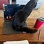 cat, black_cat, laptop, keyboard, notebook, pencil, red_cup, wooden_table, living_room, carpet, couch, home_office, screen, jack_o_lantern, halloween, pet, animal, indoor, writing, study
