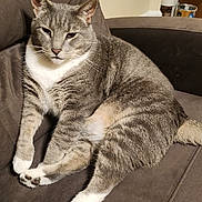 Tom is registered to the contest to win money with this photo: animal, brown_couch, cat, couch, cozy, ears, feline, furniture, gray_cat, home, indoor, living_room, pet, relaxed, sitting, tabby_cat, tail, whiskers, white_chest, white_paws
