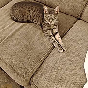 Blue joined the competition — help win amazing prizes! cat, tabby_cat, feline, pet, couch, furniture, indoor, relaxed, stretching, striped_fur, beige, cozy, animal, mammal, whiskers, ears, paws, living_room, texture, resting