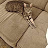 cat, tabby_cat, feline, pet, couch, furniture, indoor, relaxed, stretching, striped_fur, beige, cozy, animal, mammal, whiskers, ears, paws, living_room, texture, resting