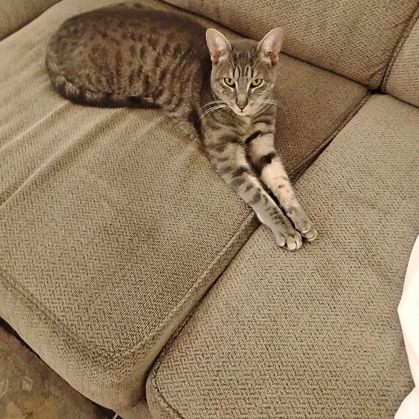 Blue joined the competition — help win amazing prizes! cat, tabby_cat, feline, pet, couch, furniture, indoor, relaxed, stretching, striped_fur, beige, cozy, animal, mammal, whiskers, ears, paws, living_room, texture, resting