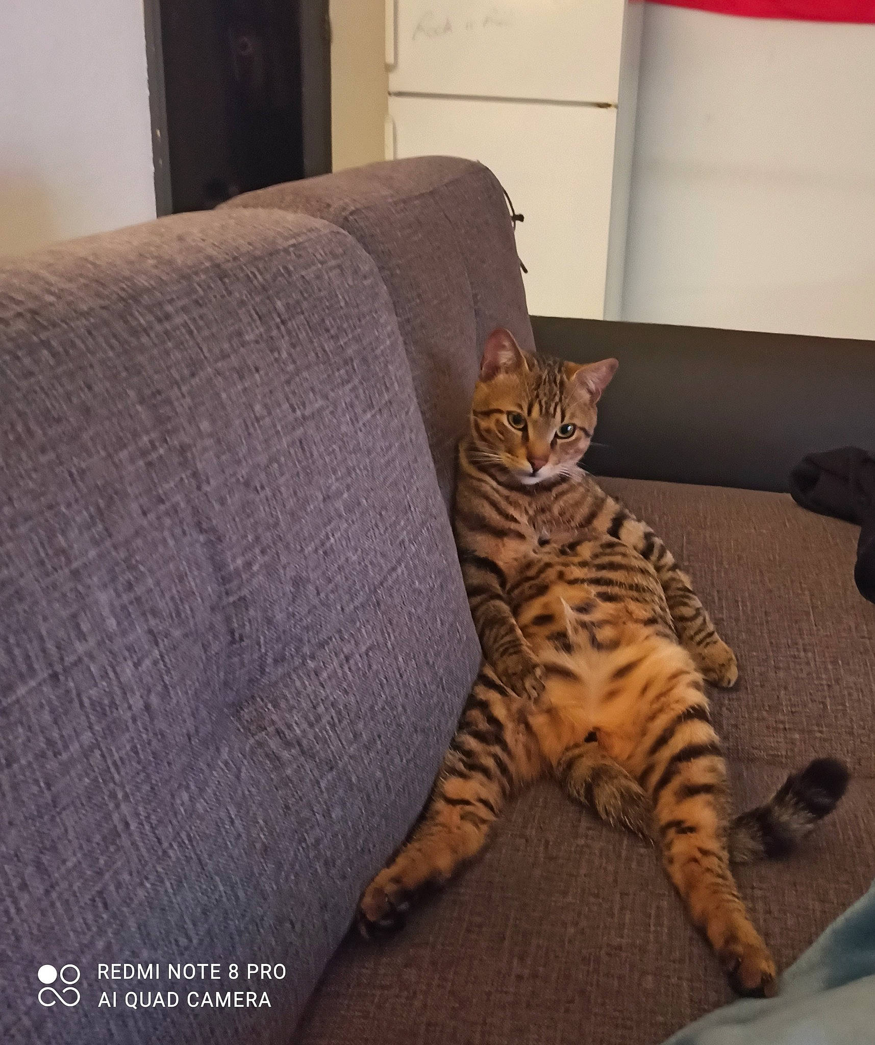 Nebula a rejoint le concours — aidez-le/la à gagner de superbes lots ! carnivore, cat, comfort, couch, domestic_short_haired_cat, felidae, flooring, fur, grey, hardwood, linens, paw, room, small_to_medium_sized_cats, snout, tail, terrestrial_animal, vertebrate, whiskers, wood