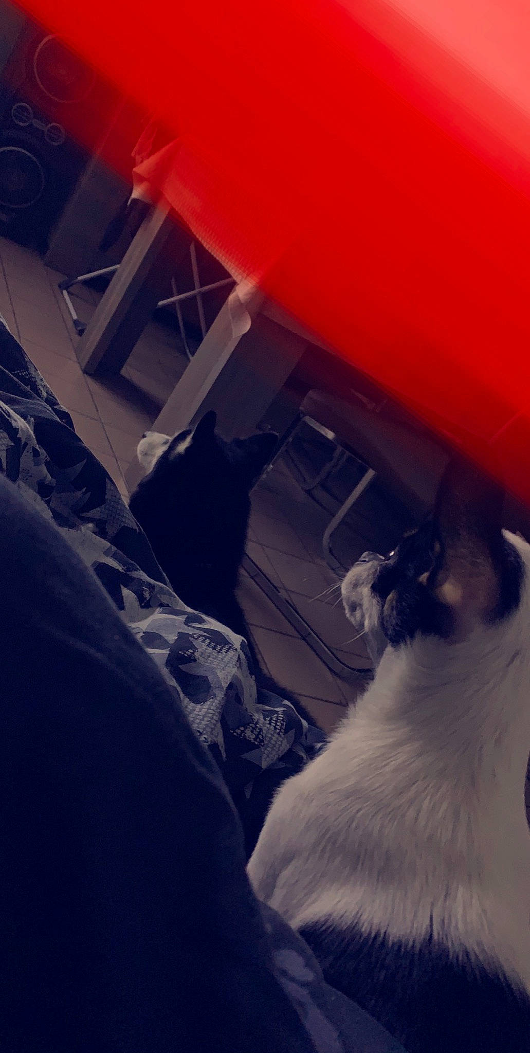 Falco Et Panda participe au concours pour gagner de l'argent avec cette photo : canidae, carnivore, cat, felidae, red, sky, small_to_medium_sized_cats, tail, whiskers