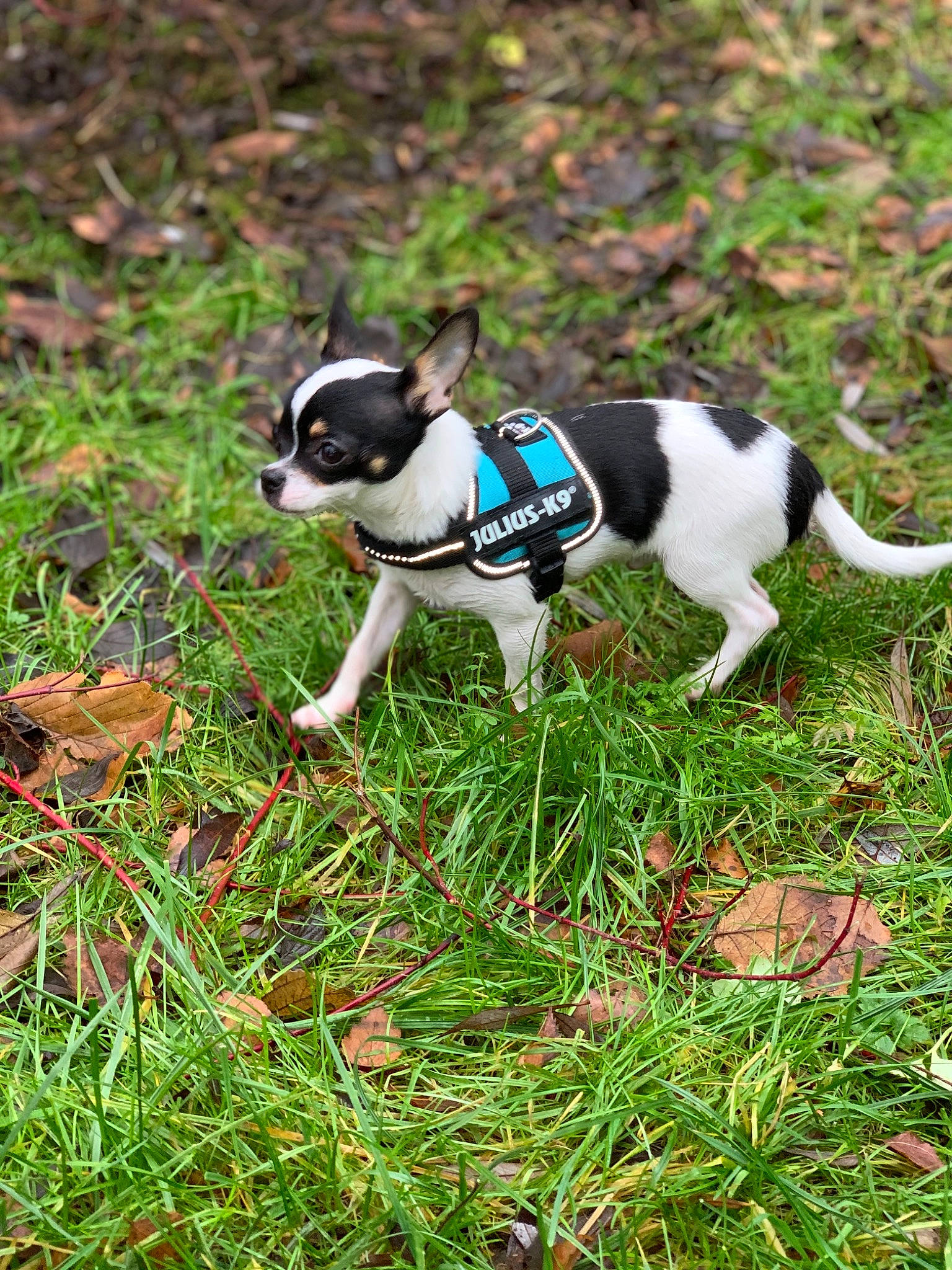 Falco Et Panda participe au concours pour gagner de l'argent avec cette photo : boston_terrier, canidae, carnivore, companion_dog, danish_swedish_farmdog, dog, dog_breed, feist, grass, mammal, miniature_fox_terrier, puppy, rat_terrier, sporting_group, tail, toy_fox_terrier, treeing_feist, vertebrate