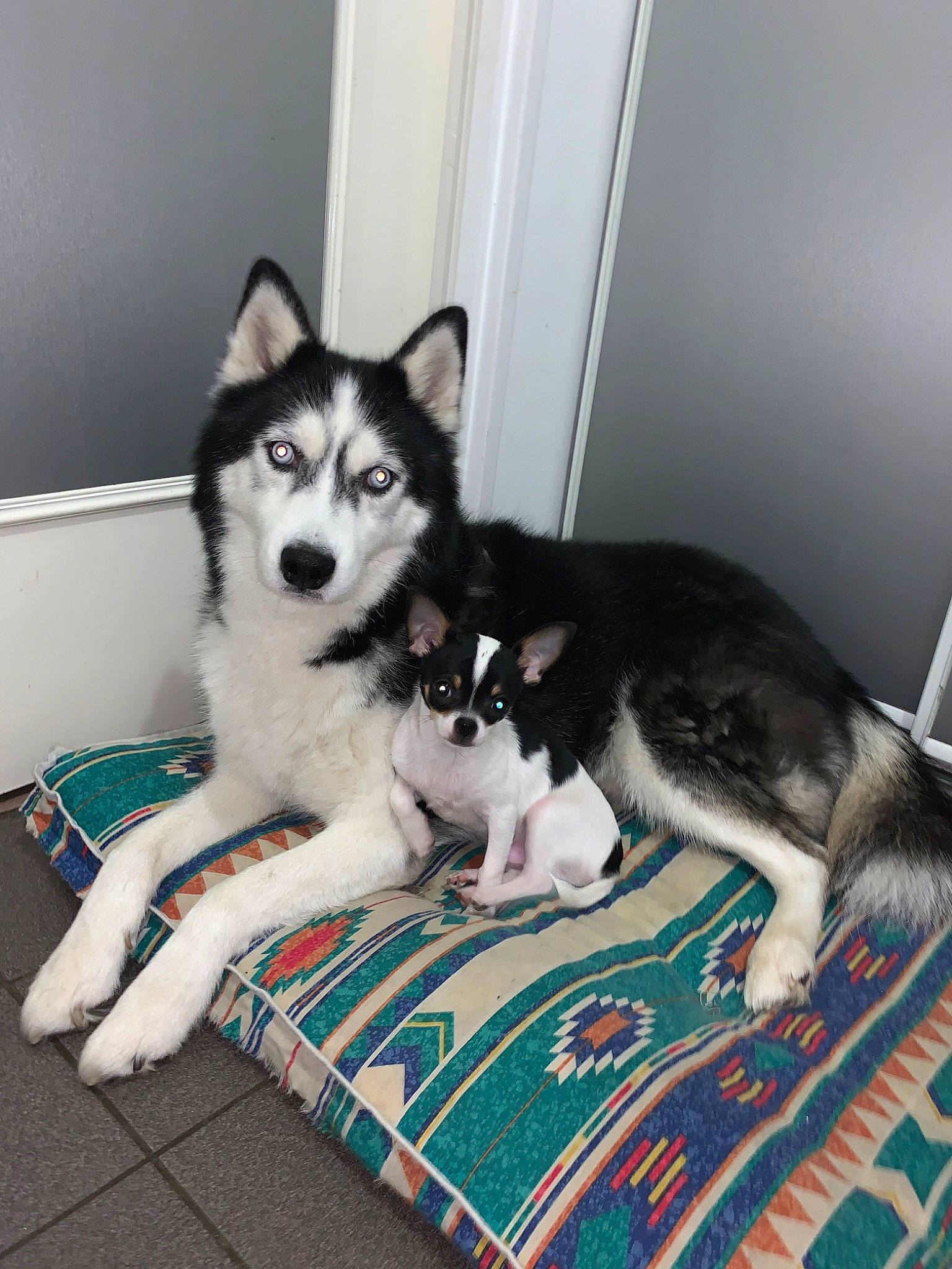 Falco Et Panda participe au concours pour gagner de l'argent avec cette photo : alaskan_klee_kai, alaskan_malamute, canadian_eskimo_dog, canidae, carnivore, cat, dog, dog_breed, mammal, miniature_siberian_husky, native_american_indian_dog, northern_inuit_dog, rare_breed_dog, sakhalin_husky, seppala_siberian_sleddog, siberian_husky, sled_dog, tamaskan_dog, vertebrate, wolfdog