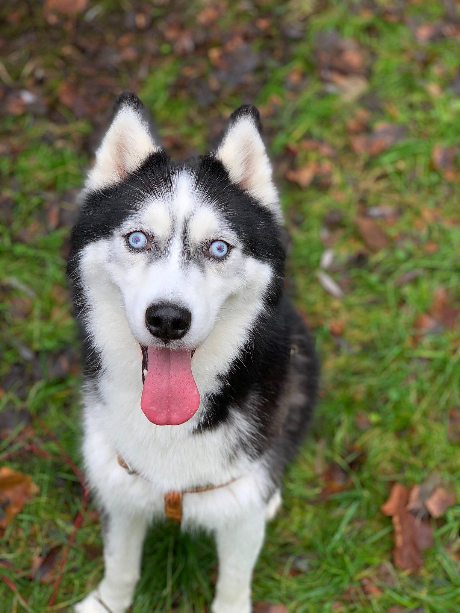 Falco Et Panda participe au concours pour gagner de l'argent avec cette photo : alaskan_klee_kai, alaskan_malamute, canadian_eskimo_dog, canidae, carnivore, dog, dog_breed, east_siberian_laika, mammal, native_american_indian_dog, northern_inuit_dog, saarloos_wolfdog, sakhalin_husky, seppala_siberian_sleddog, siberian_husky, sled_dog, tamaskan_dog, vertebrate, west_siberian_laika, wolfdog