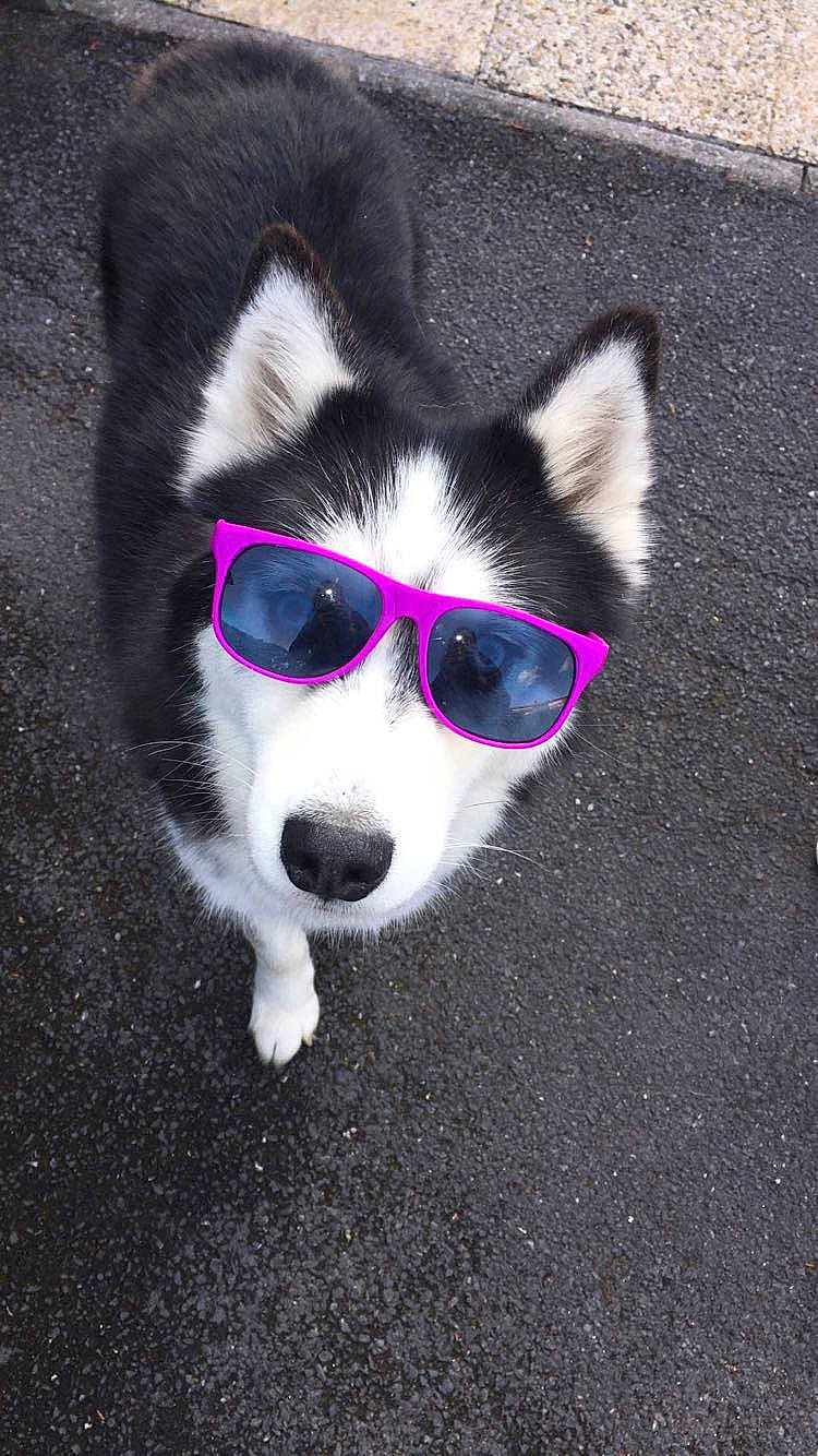Falco Et Panda participe au concours pour gagner de l'argent avec cette photo : alaskan_klee_kai, canidae, carnivore, dog, dog_breed, fur, glasses, mammal, rare_breed_dog, siberian_husky, snout, sunglasses, whiskers
